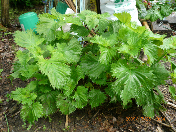 ７月２６日（日）我が家の庭の野菜畑！！！_c0092937_5322125.jpg