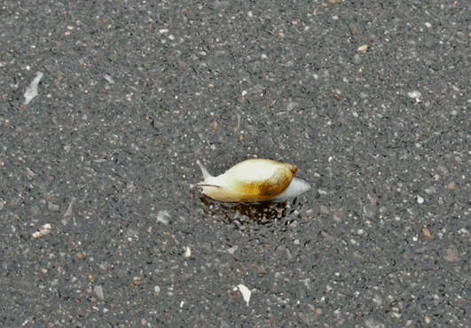 c0147548_2215830.gif