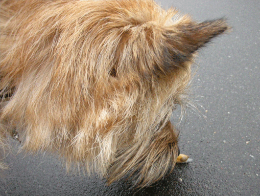 c0147548_22183719.gif