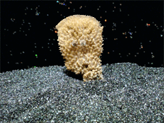 e0005548_1261539.gif