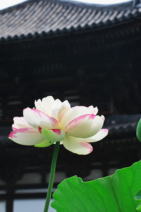 ハス咲く境内 その1(奈良・喜光寺)_f0155048_22542389.jpg