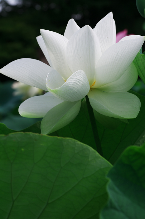 ハス咲く境内 その1(奈良・喜光寺)_f0155048_225647100.jpg