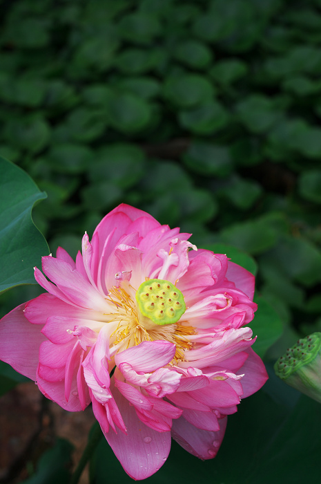 ハス咲く境内 その1(奈良・喜光寺)_f0155048_22575546.jpg