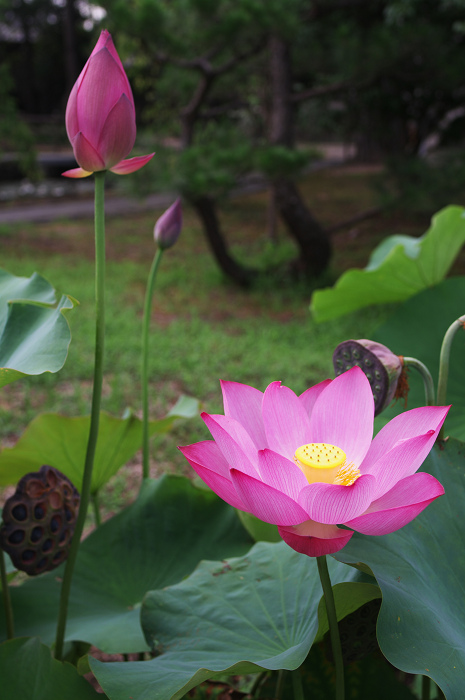ハス咲く境内 その1(奈良・喜光寺)_f0155048_2259443.jpg