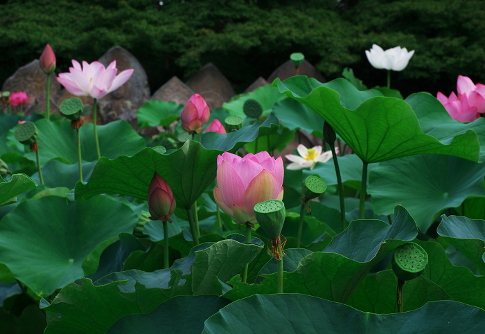 ハス咲く境内 その1(奈良・喜光寺)_f0155048_2305372.jpg