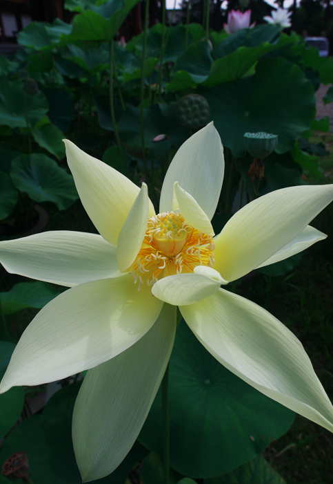 ハス咲く境内 その1(奈良・喜光寺)_f0155048_2345493.jpg