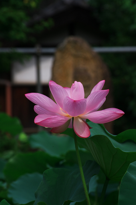ハス咲く境内 その1(奈良・喜光寺)_f0155048_23828.jpg