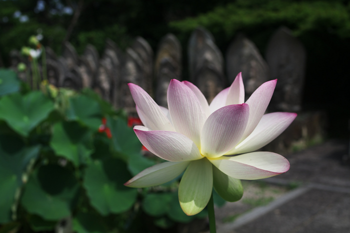 ハス咲く境内 その1(奈良・喜光寺)_f0155048_2395197.jpg