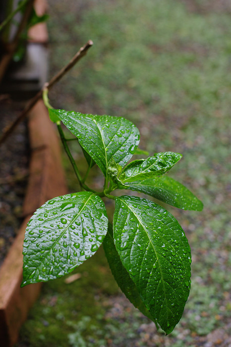 いったい梅雨明けは、いつ？_f0152550_1826468.jpg