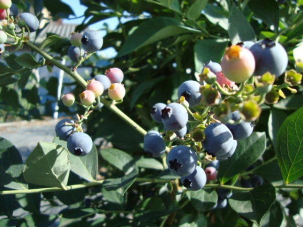 c0118352_681949.jpg