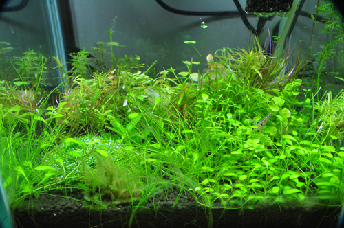 カスタムソイル 麦飯石パワーソイルトリミング Aqualiving