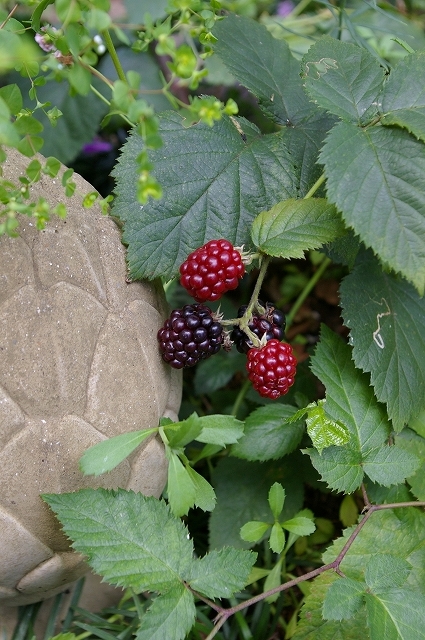 a0135366_14322965.jpg