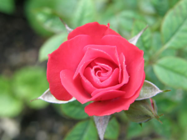 c0139168_825890.jpg