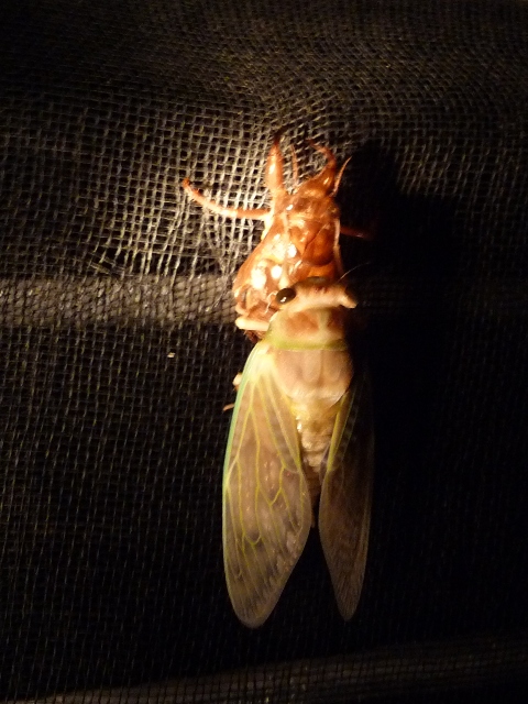 d0042474_1261953.jpg