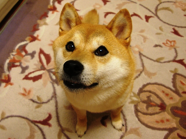 キャベツ_a0126590_2325655.jpg