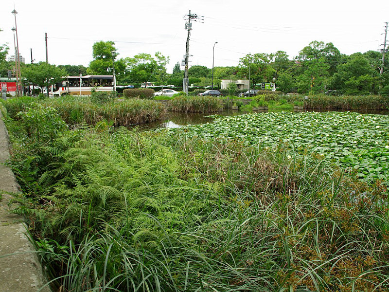 舞鶴公園六号濠（舞鶴公園 2009/07/17撮影）_f0204094_8444987.jpg