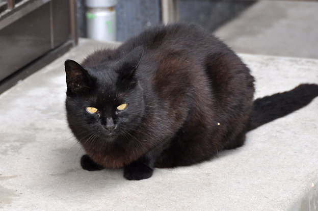 第14回かまやの日に… nyanとっ!!_a0102098_1114027.jpg