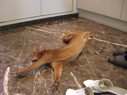 ねこになりたい!_b0104005_11413839.jpg