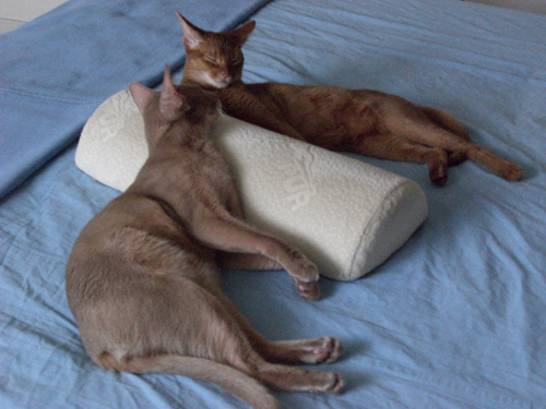 ねこになりたい!_b0104005_11472818.jpg