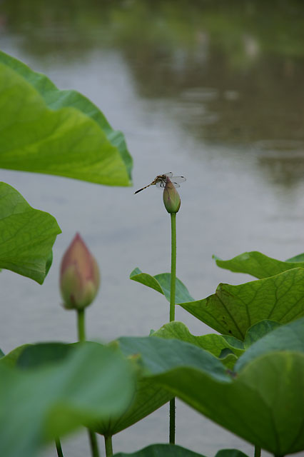 雨の中で・・・_b0086508_2112590.jpg