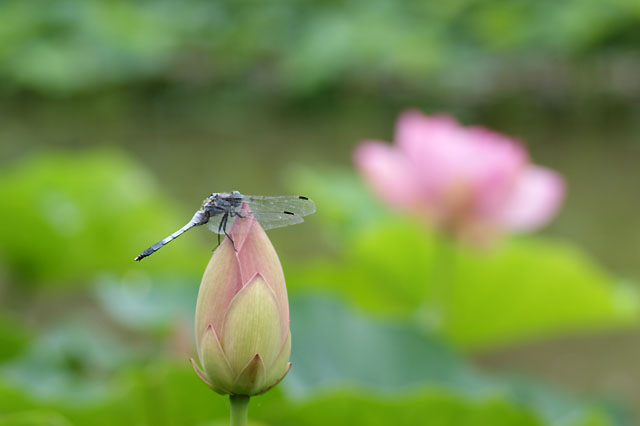 雨の中で・・・_b0086508_219867.jpg