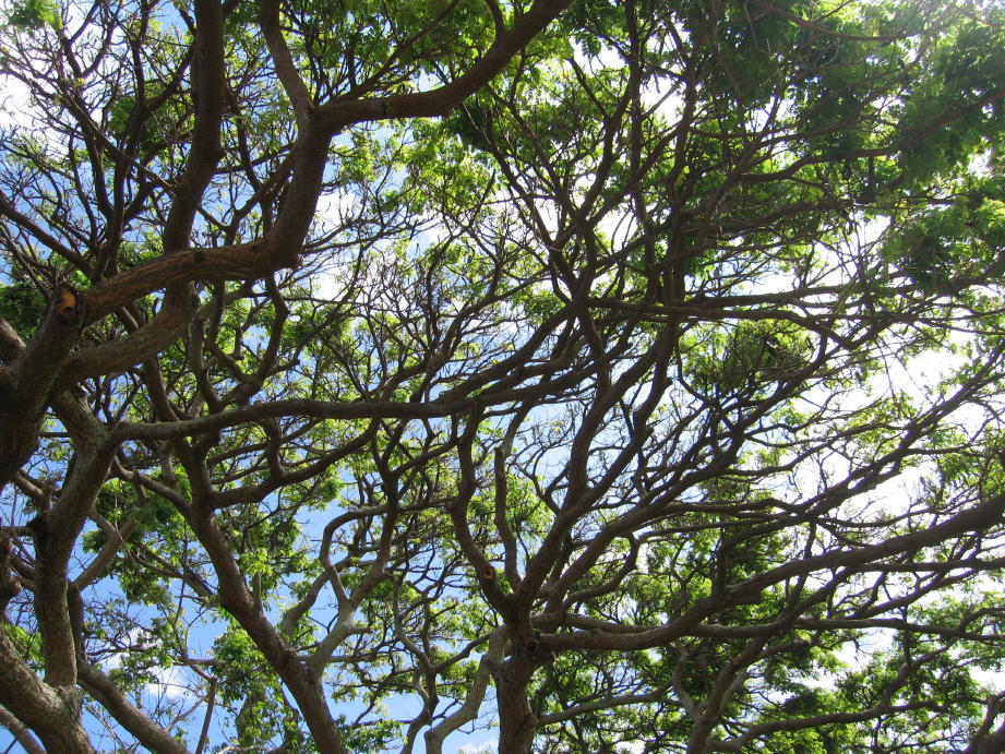 c0180009_1325215.jpg