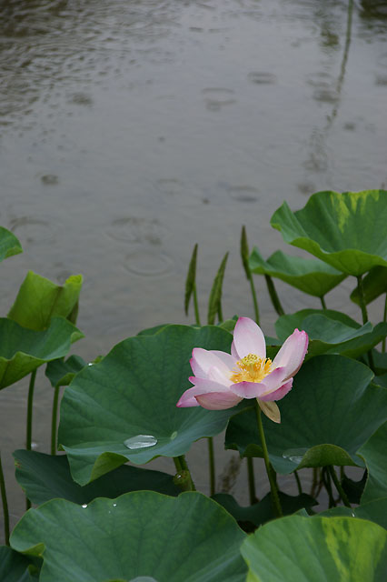 雨の中で・・・_a0040522_311277.jpg