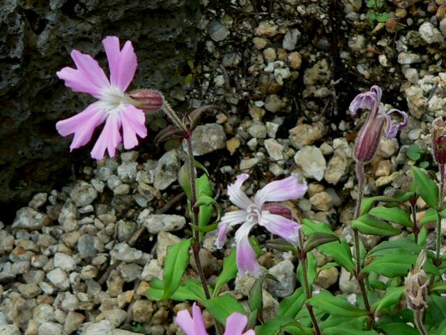 高嶺ビランジ タカネビランジ 花の仲間調べ