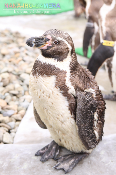 那須どうぶつ王国～ペンギン～_b0125038_10484380.jpg