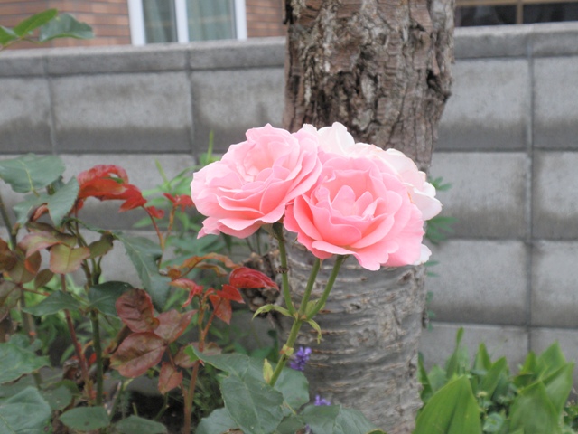 d0059240_11445014.jpg