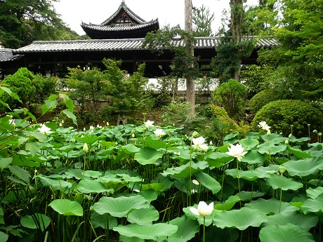 京の蓮華めぐり(4)－萬福寺_c0057946_22362866.jpg