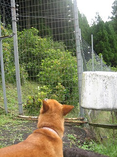 まだまだ梅雨～～_a0054948_1983361.jpg