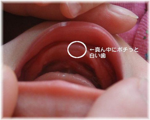 ついに おいしいたのしい毎日