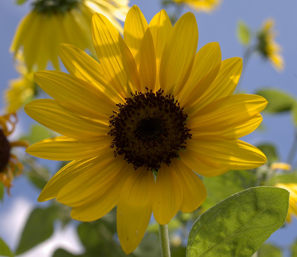 盛夏の花と果実　＜2009.07.26＞_e0163149_555438.jpg