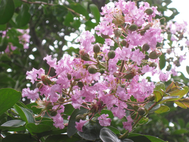 c0185858_1245688.jpg