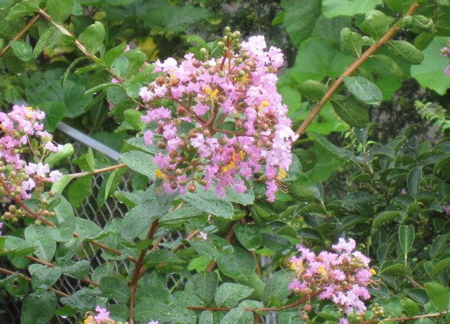 c0185858_12474955.jpg