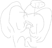 b0019960_1740345.gif