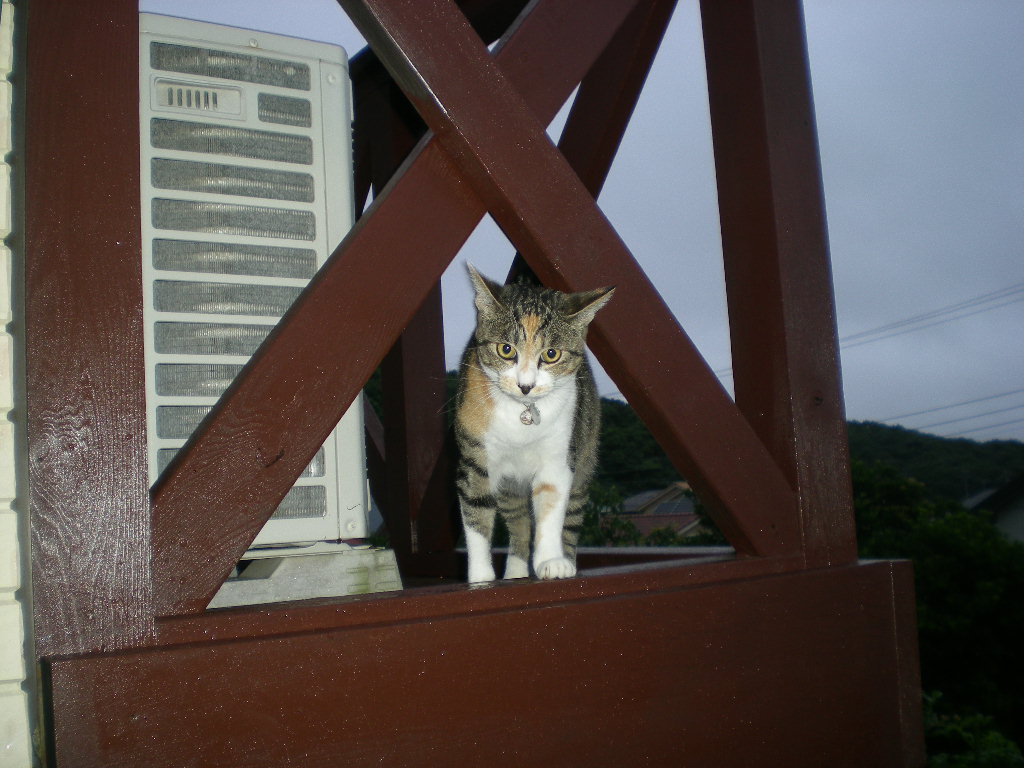 2009年7月27日(月)勝浦の朝市!_f0060461_10263318.jpg