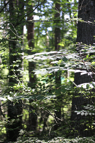 f0107364_22275775.gif