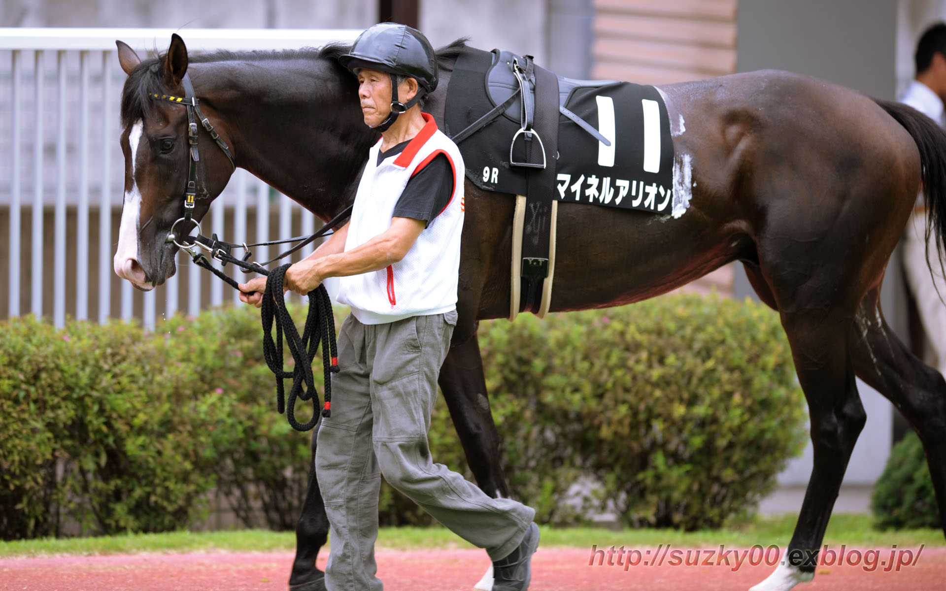 マイネルアリオン（090726・新潟9R・尖閣湾特別）_a0124367_12401970.jpg