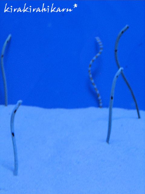 e0173670_23304580.jpg