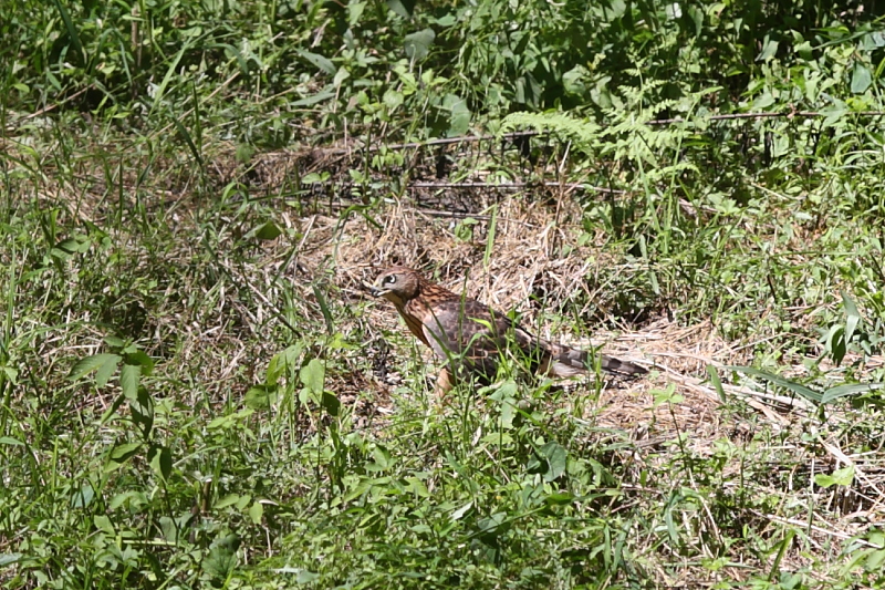 オオタカ幼鳥_a0052080_2101822.jpg