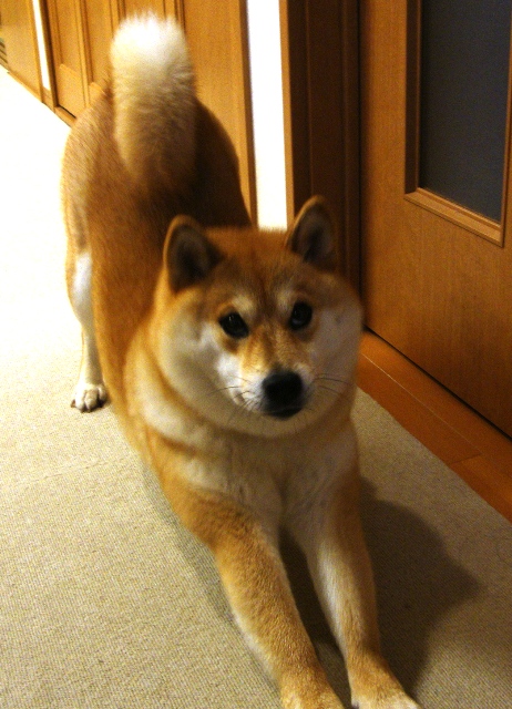 困ってます_a0126590_23382474.jpg