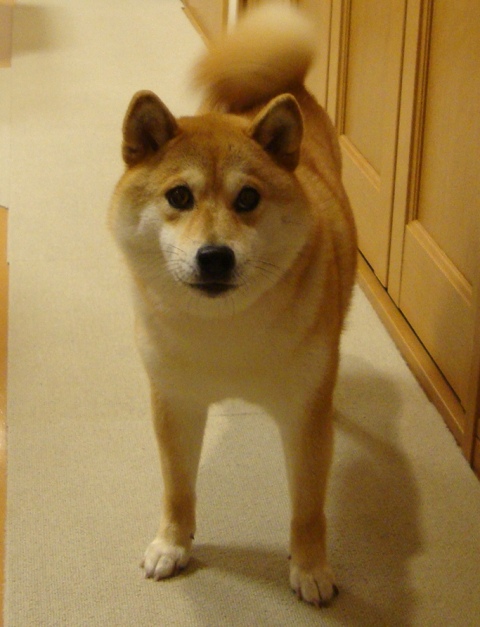 困ってます_a0126590_23395386.jpg