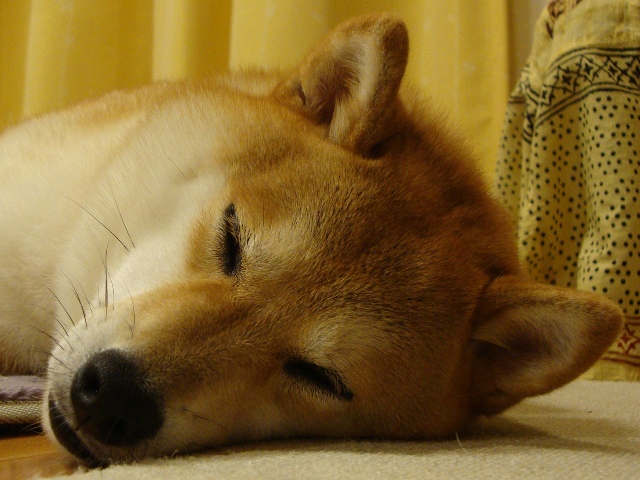 困ってます_a0126590_23402872.jpg