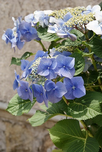 箱根ガラスの森美術館の紫陽花_b0145398_19144268.jpg