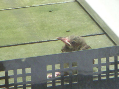 巣立ち‼_f0191999_14511229.jpg