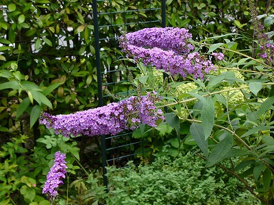 a0123003_1859389.jpg