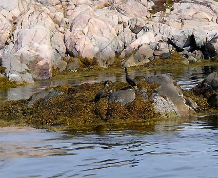 ノルウエーの島 第二回 海上散歩_d0062721_5154751.jpg