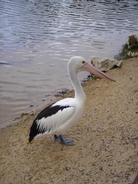 ペリカン_f0077133_925297.jpg